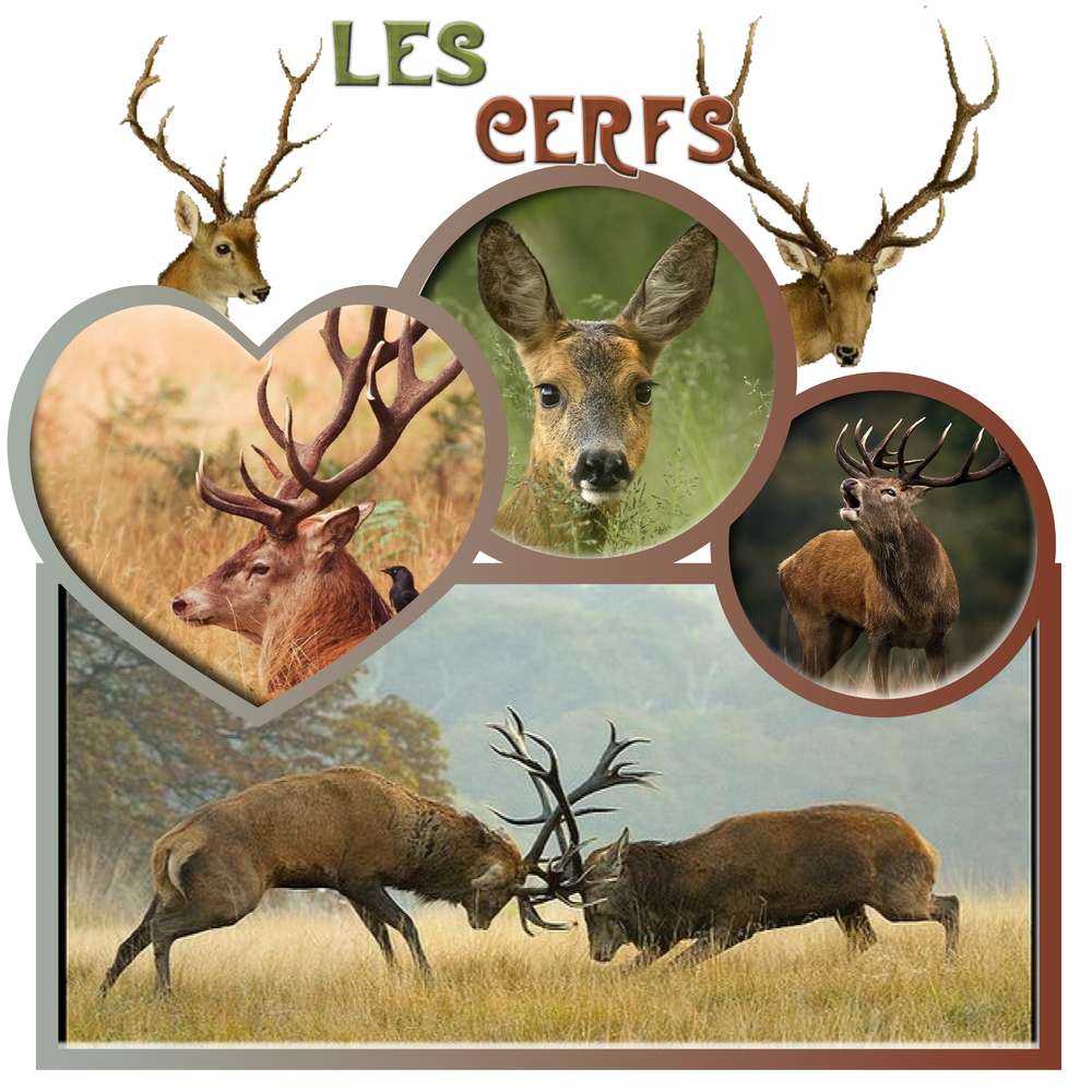 les cerfs