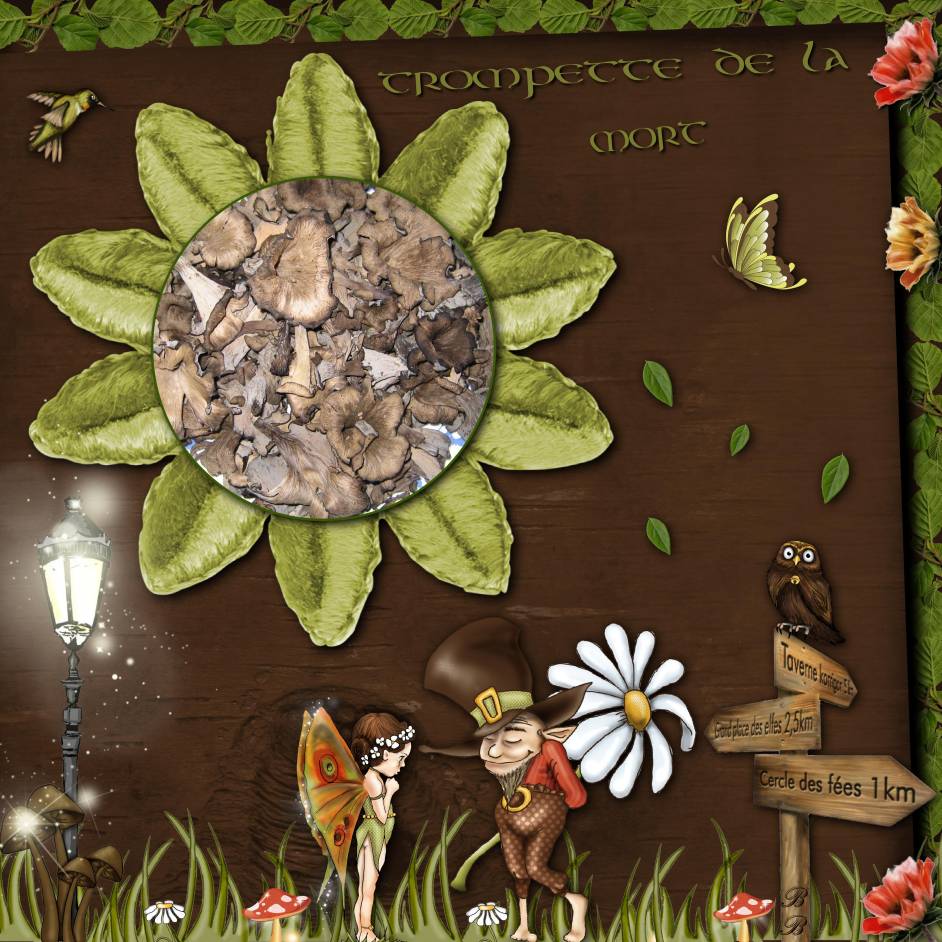 LES CHAMPIGNONS DE FORÊT 1