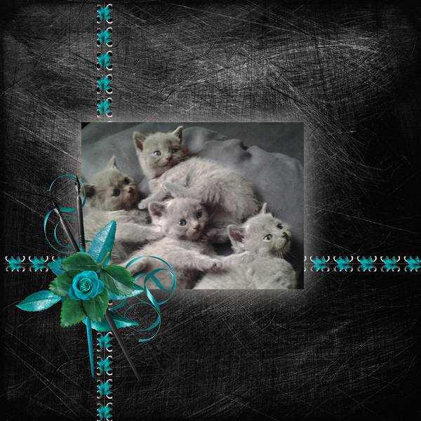 les chatons chatreux