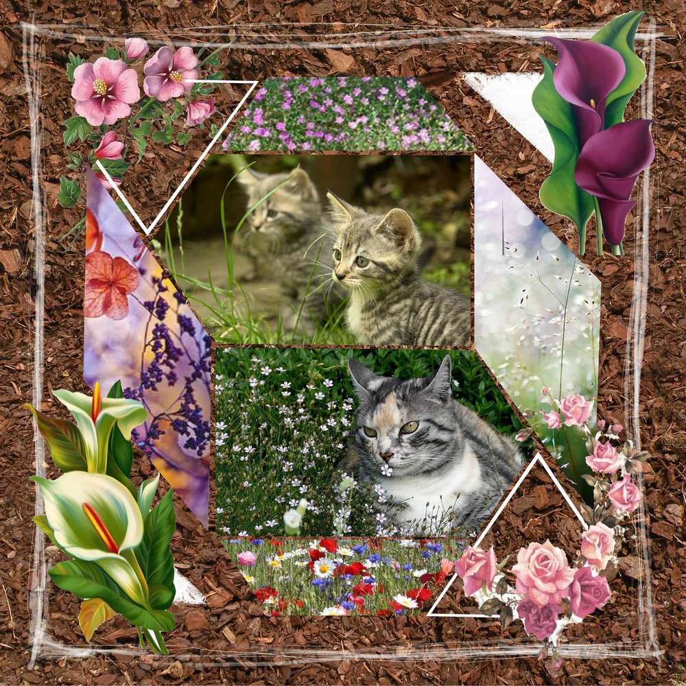 Les chats dans le jardin