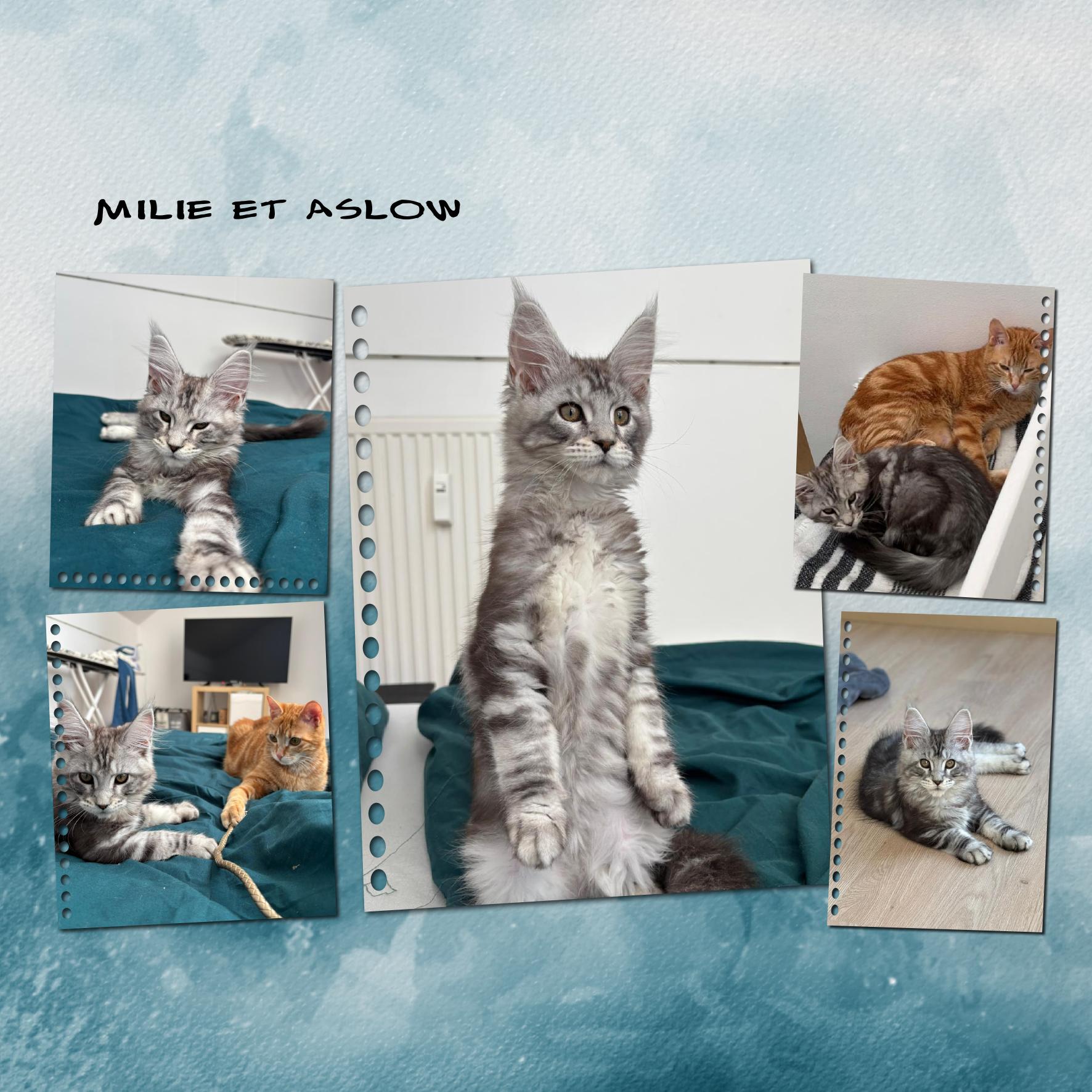 les chats