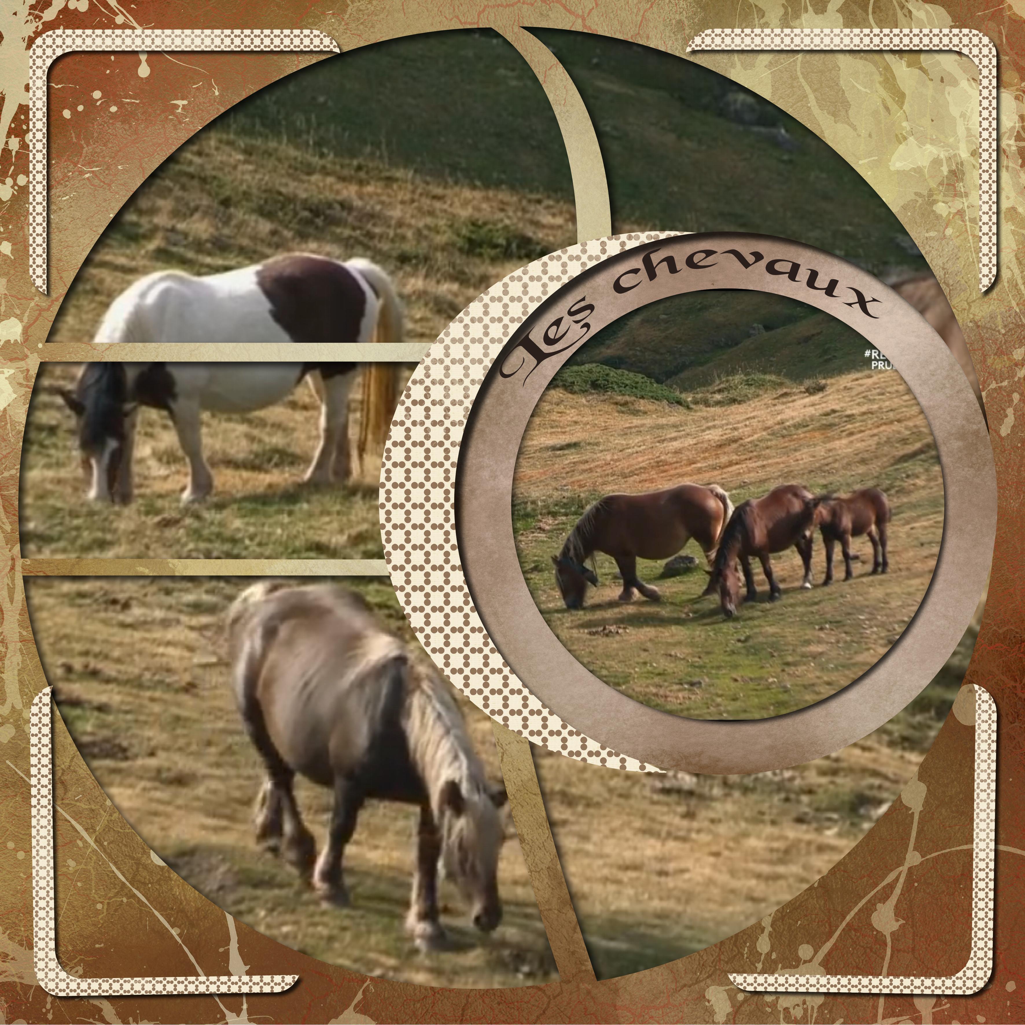 les chevaux au paturage.jpg