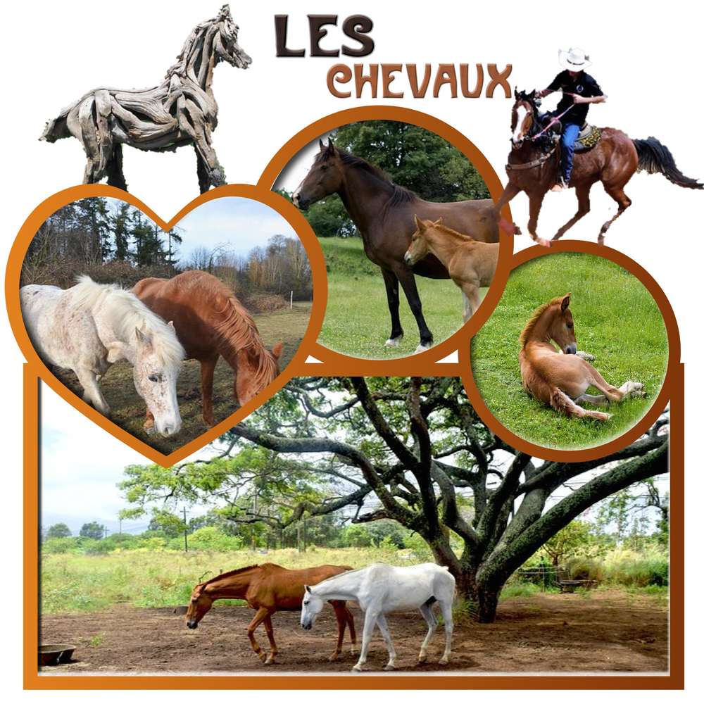 les chevaux
