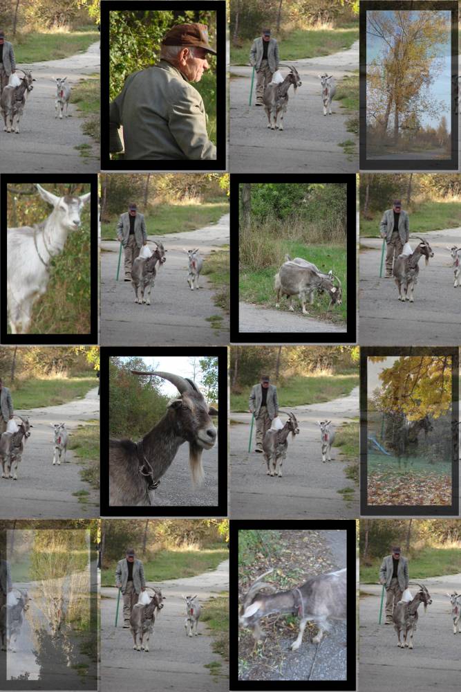 Les chèvres de Mr Seguin