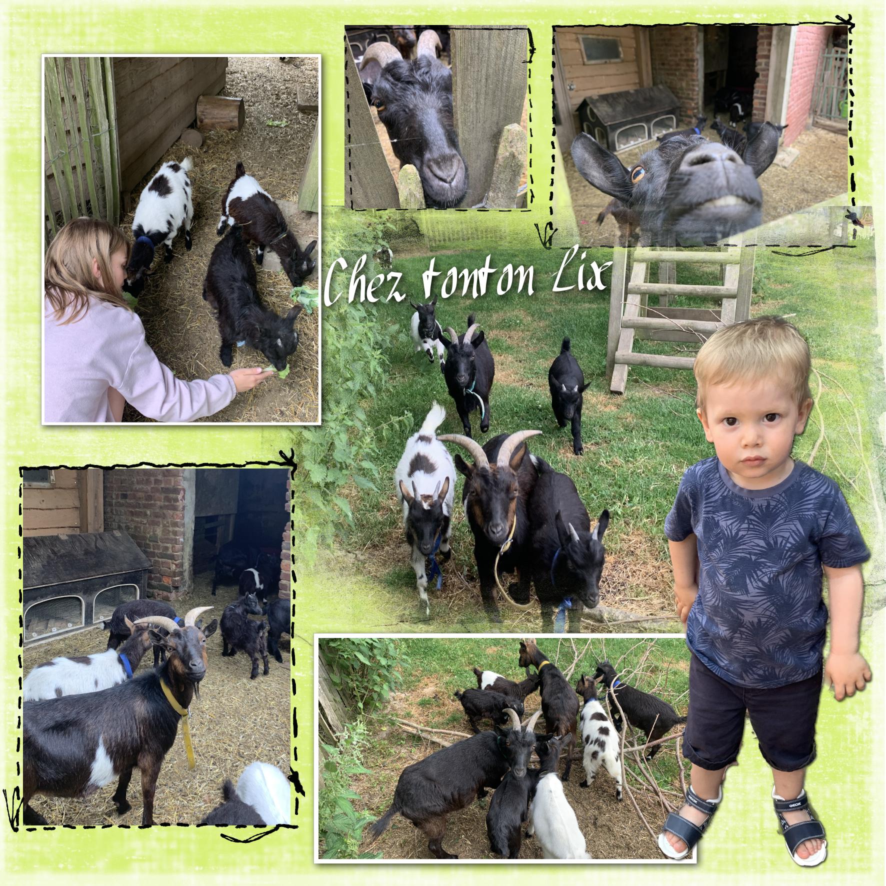 les chèvres.jpg