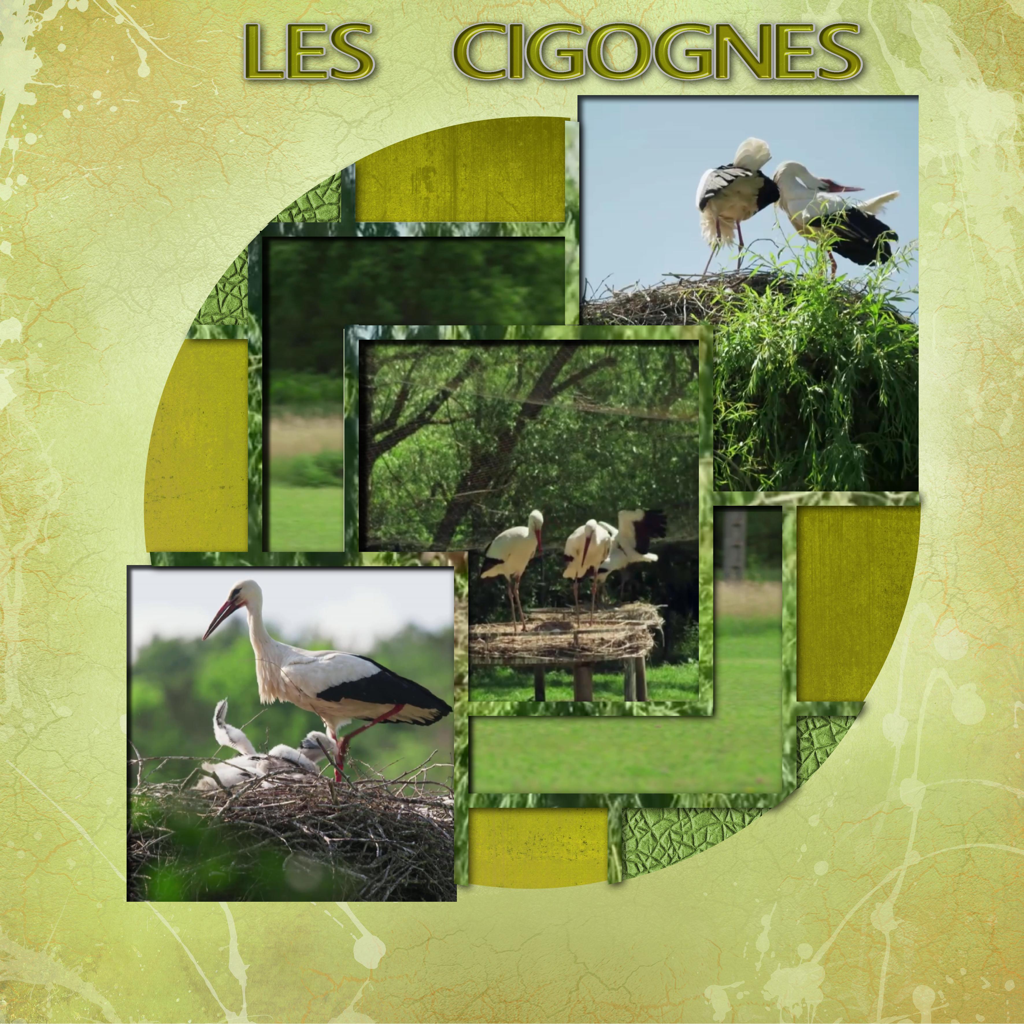 les cigognes.jpg