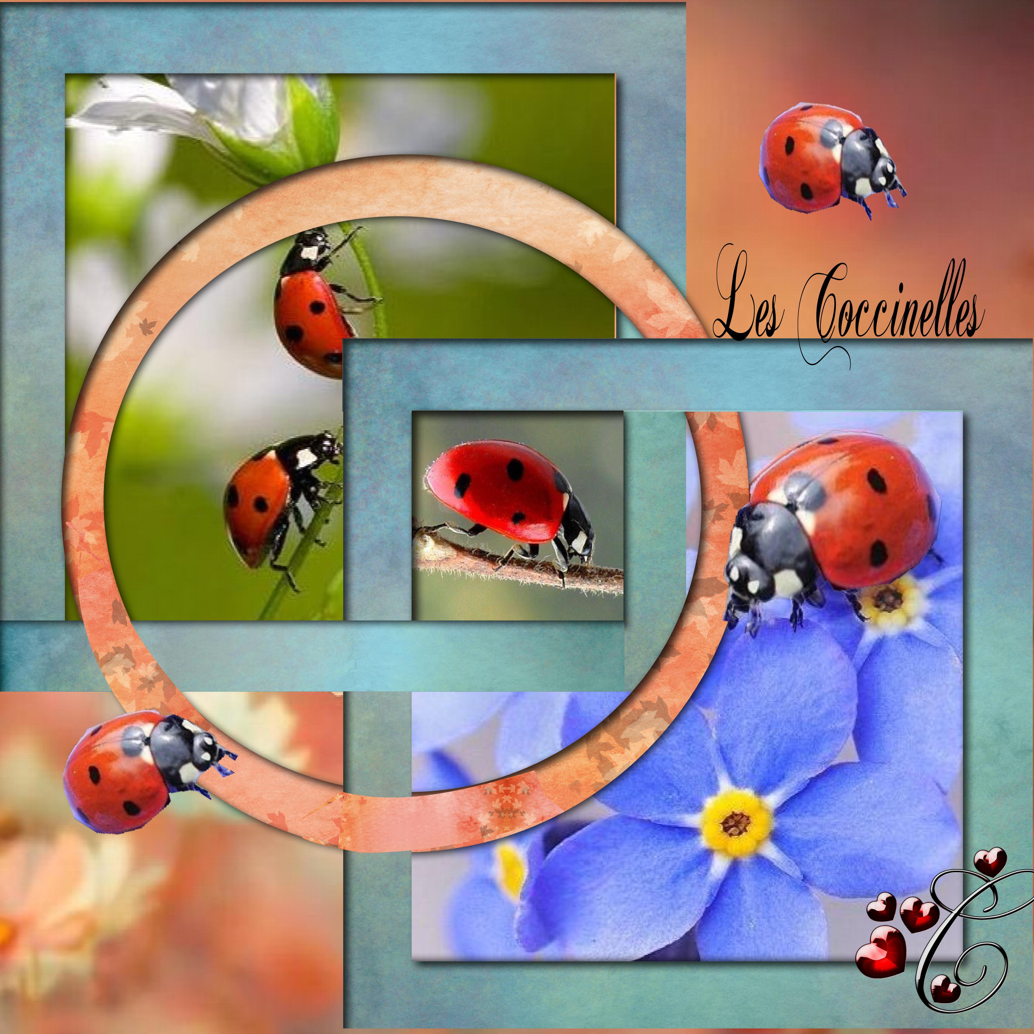 LES COCCINELLES .jpg