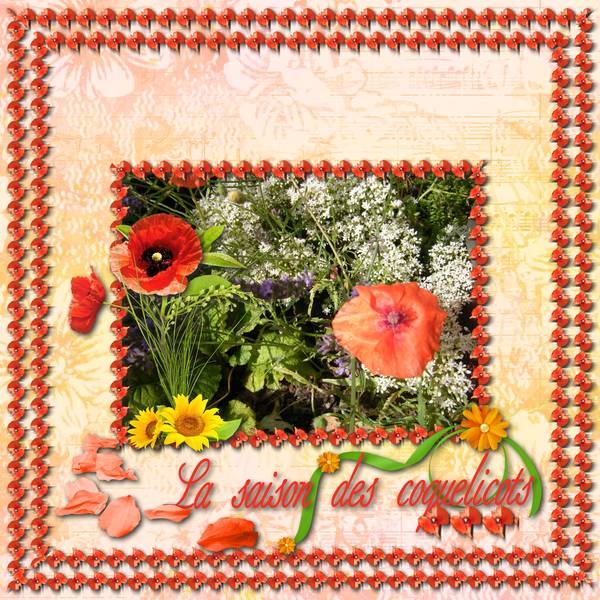 Les coquelicots