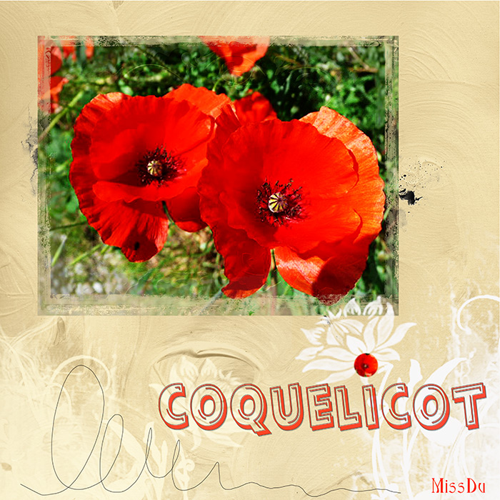 les coquelicots