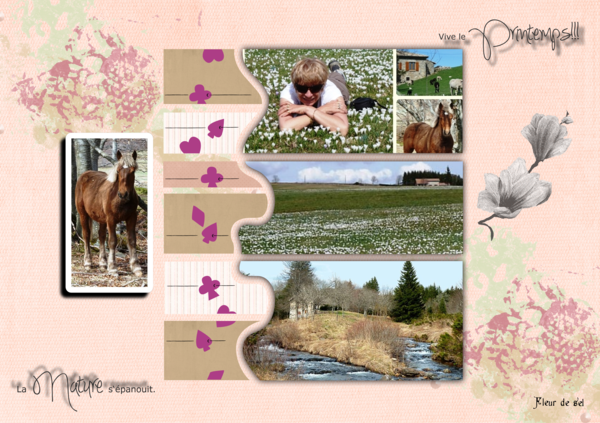 les crocus du plateau ardéchois