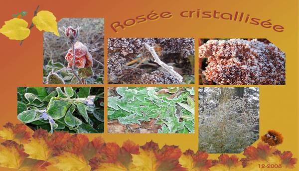 Les effets de la gélée