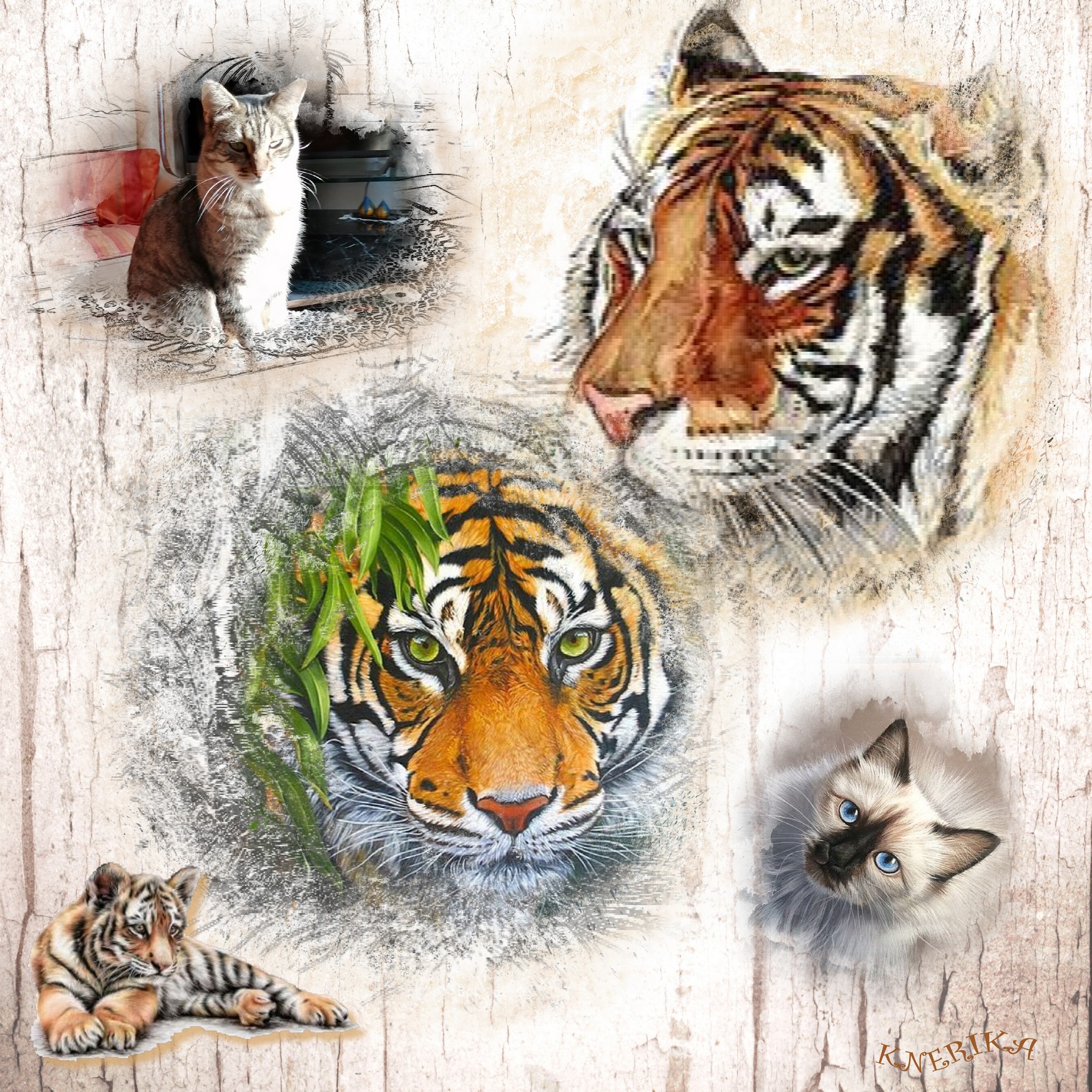 les félins, Anne Marie