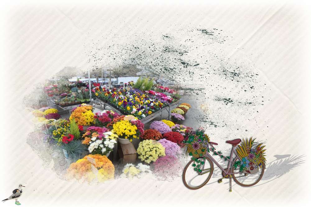 les fleurs de Monique