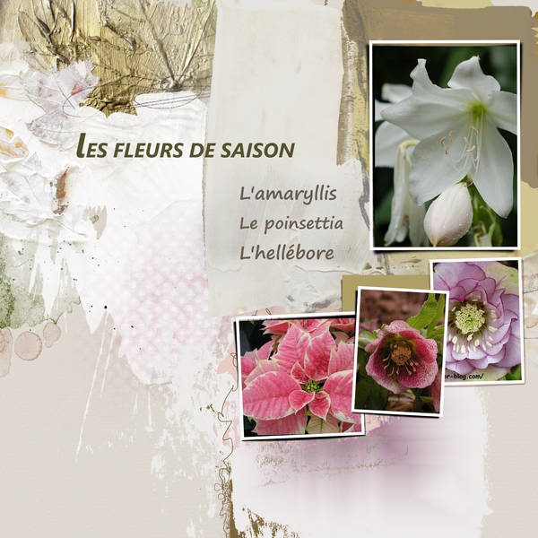 Les fleurs de saison...