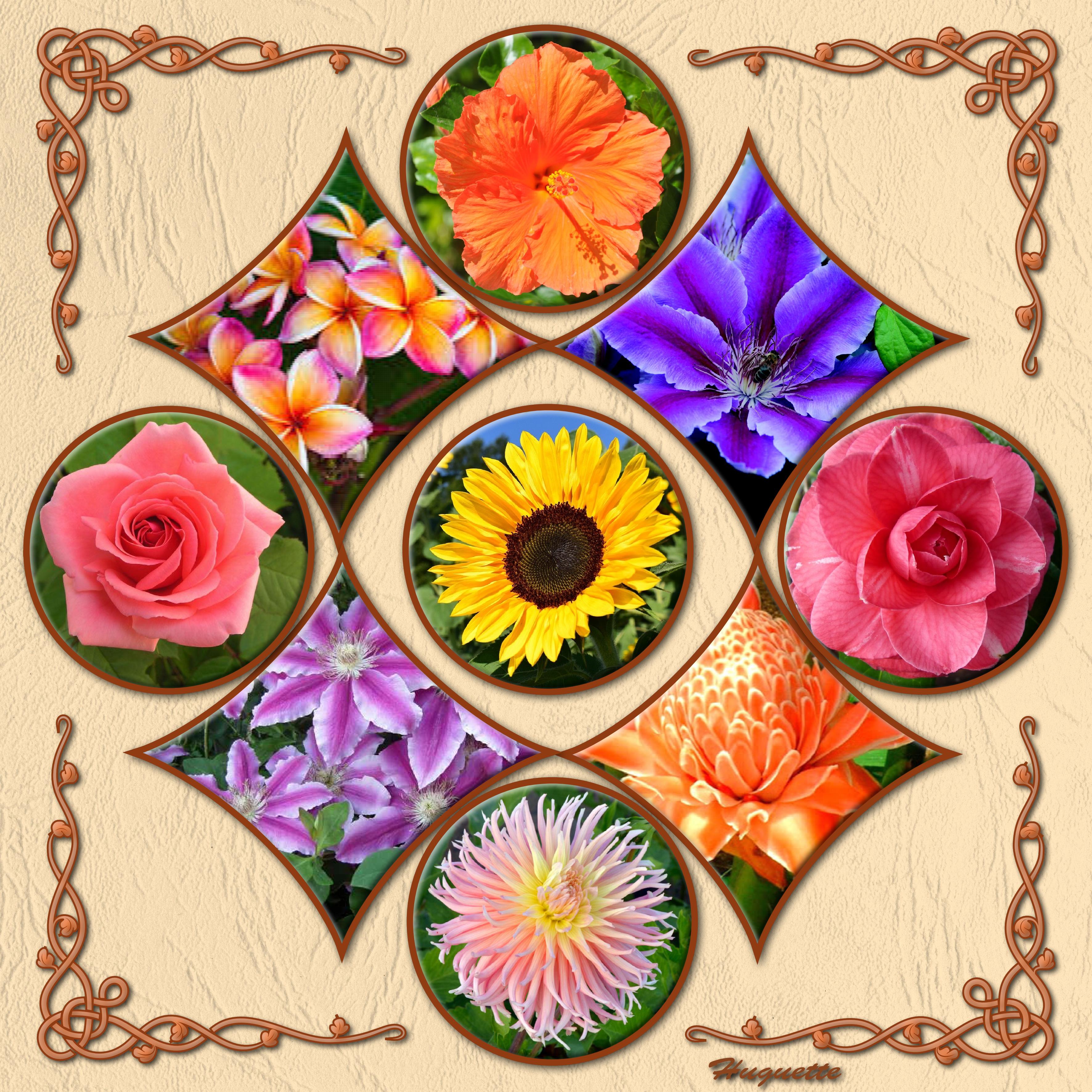 Les fleurs d'Huguette.jpg