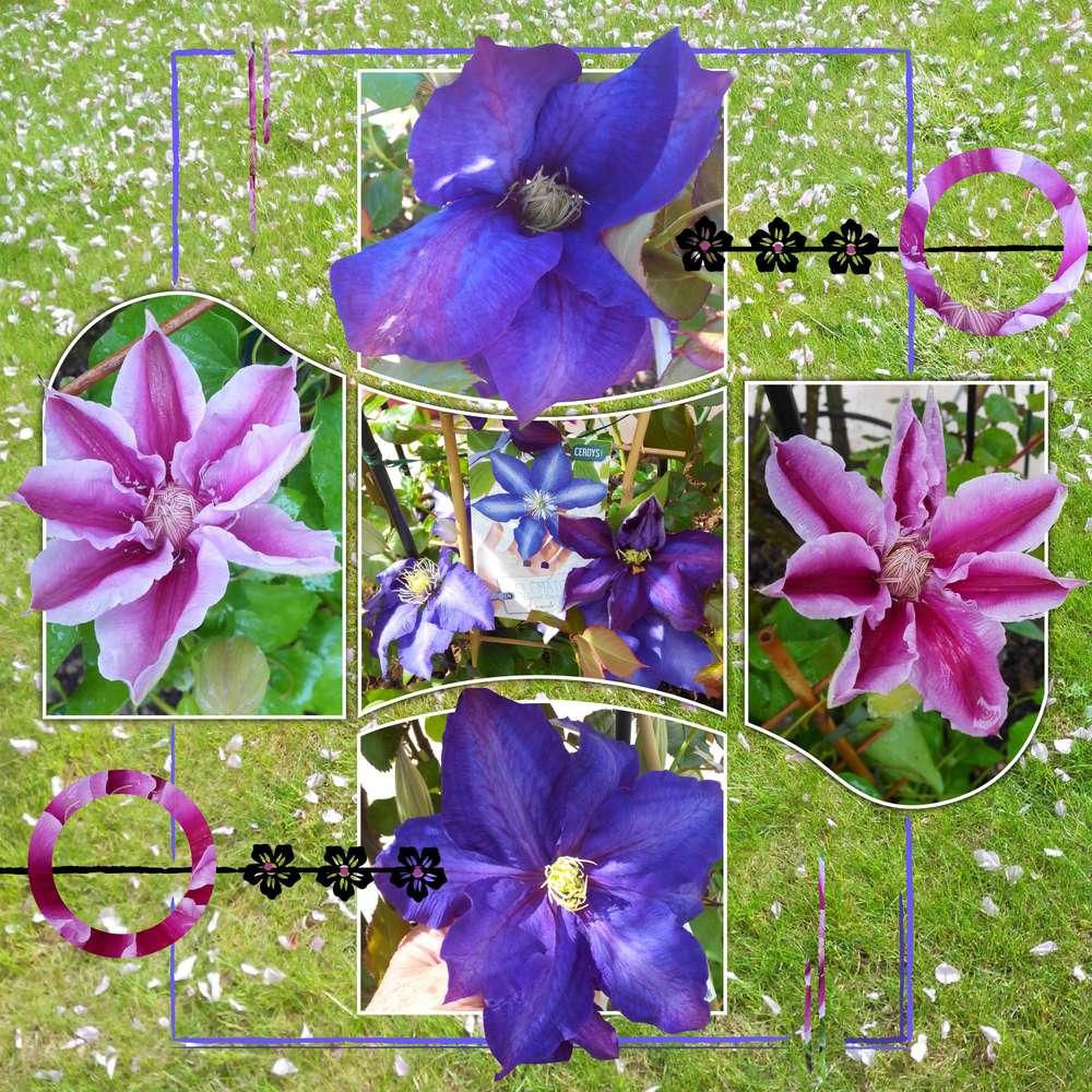 Les fleurs du jardin