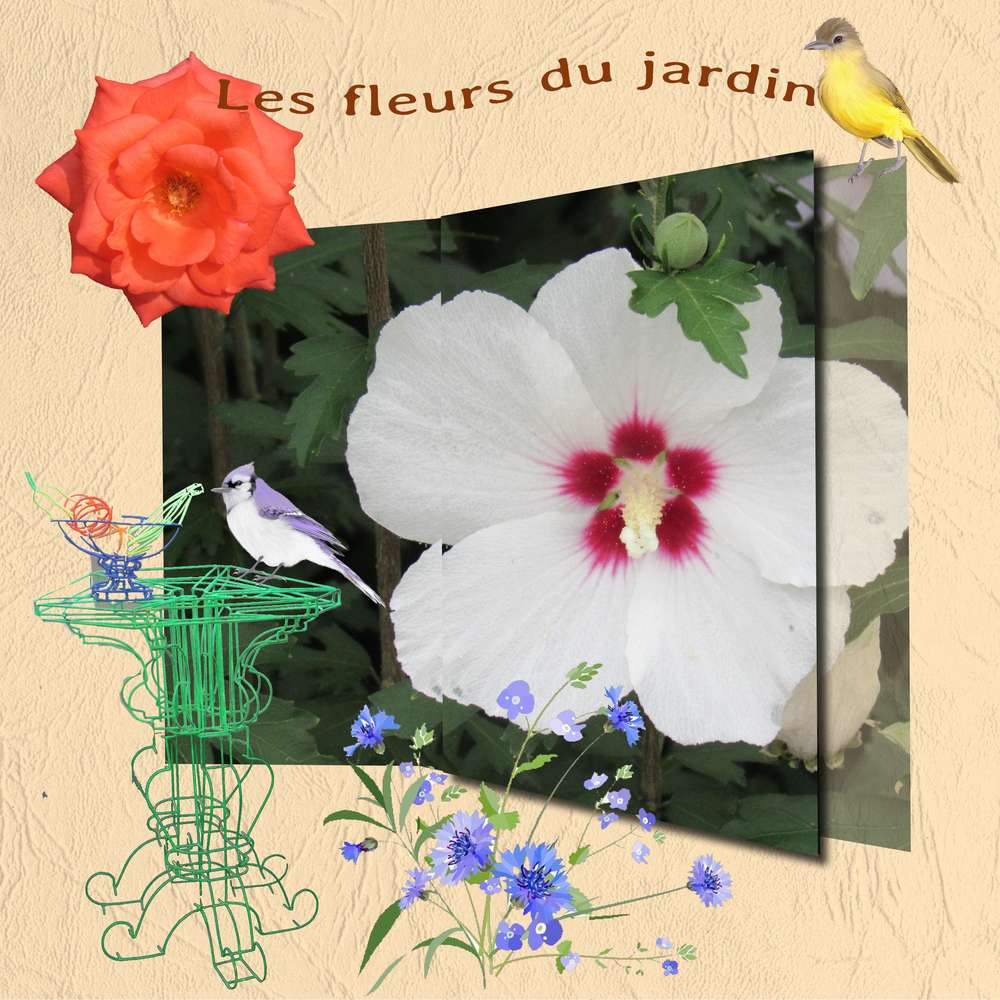 les fleurs du jardin