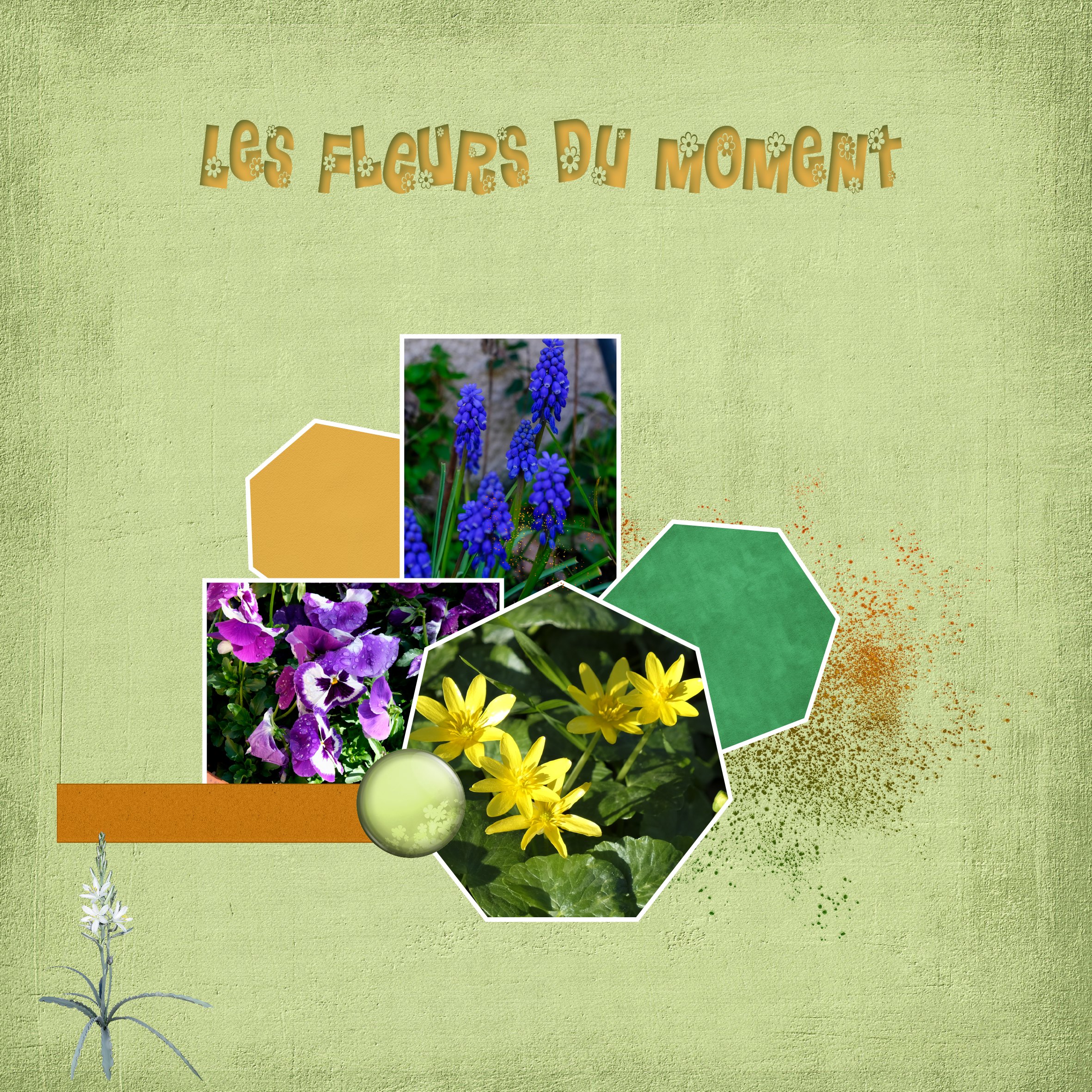 les fleurs du moment .jpg