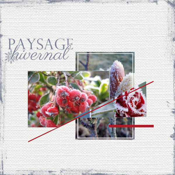 Les fleurs en hiver ...