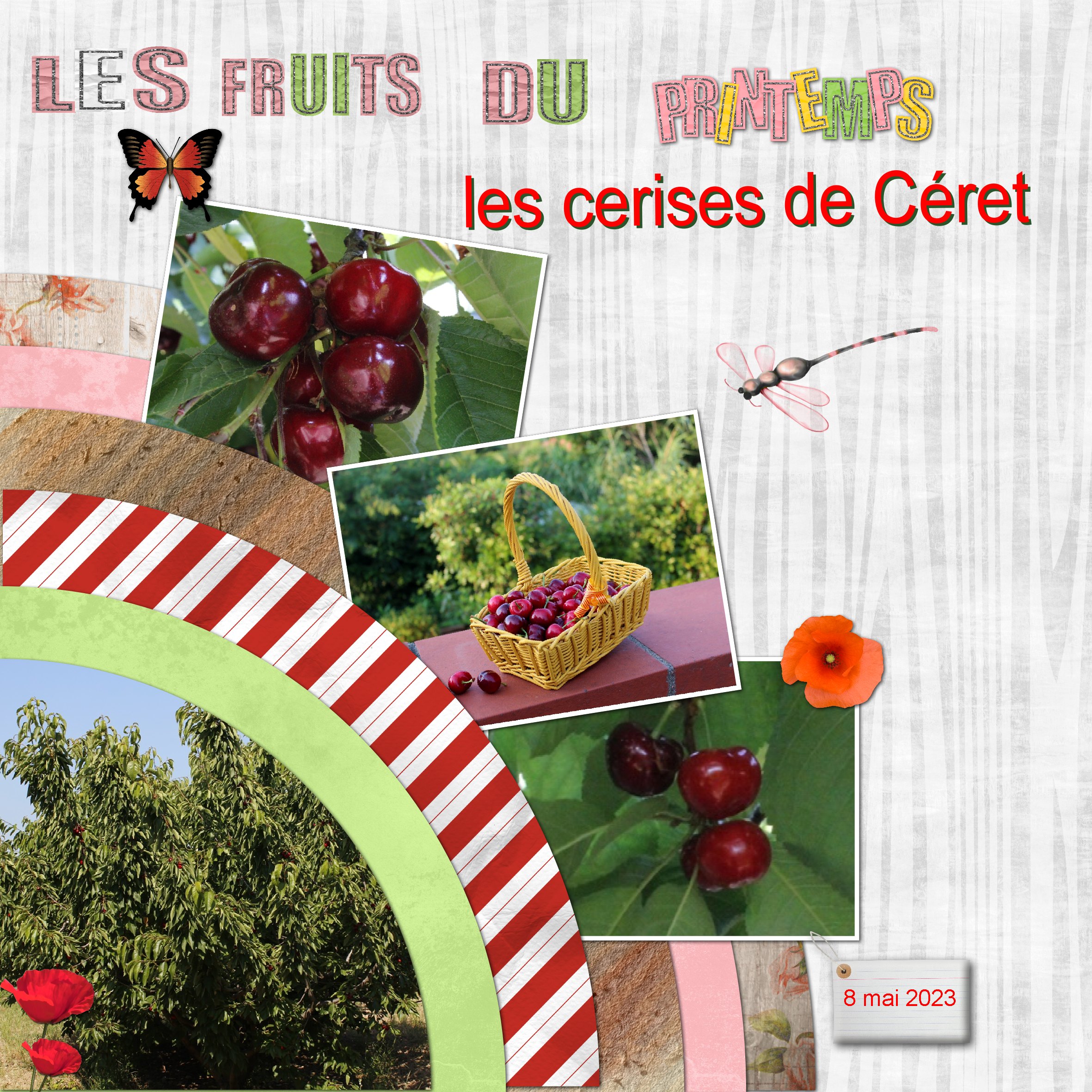 les fruits du printemps Cerises.jpg