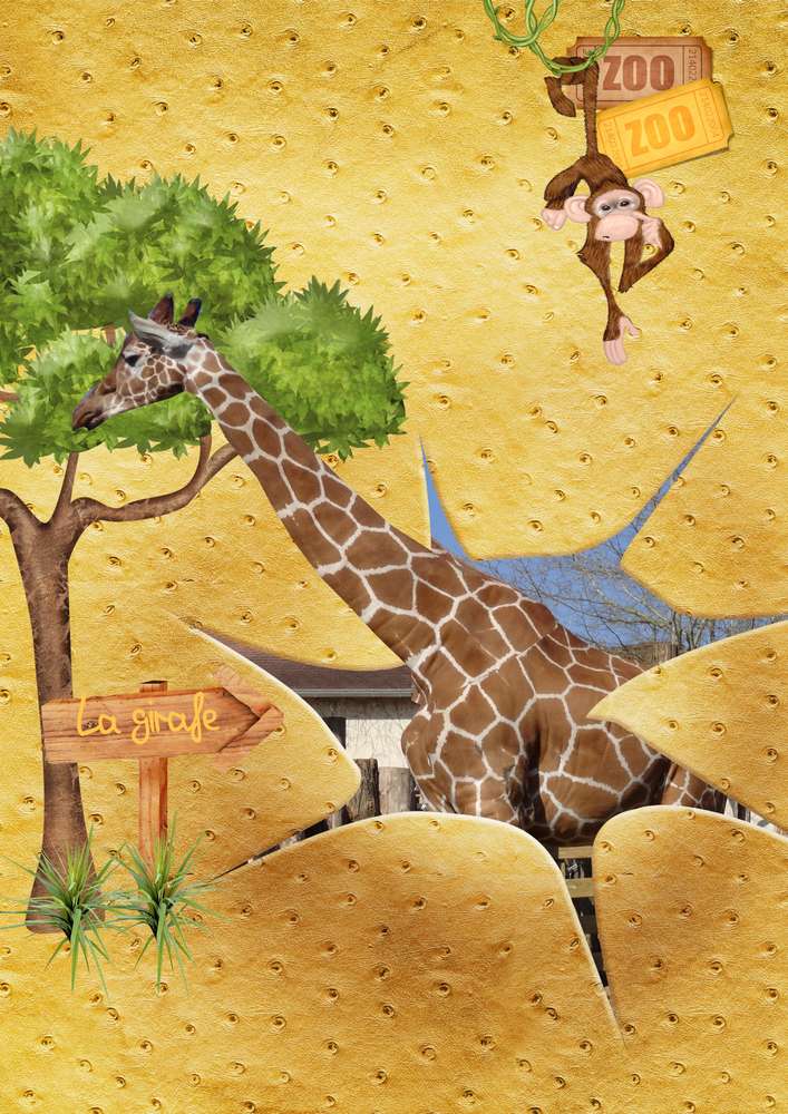 Les girafes