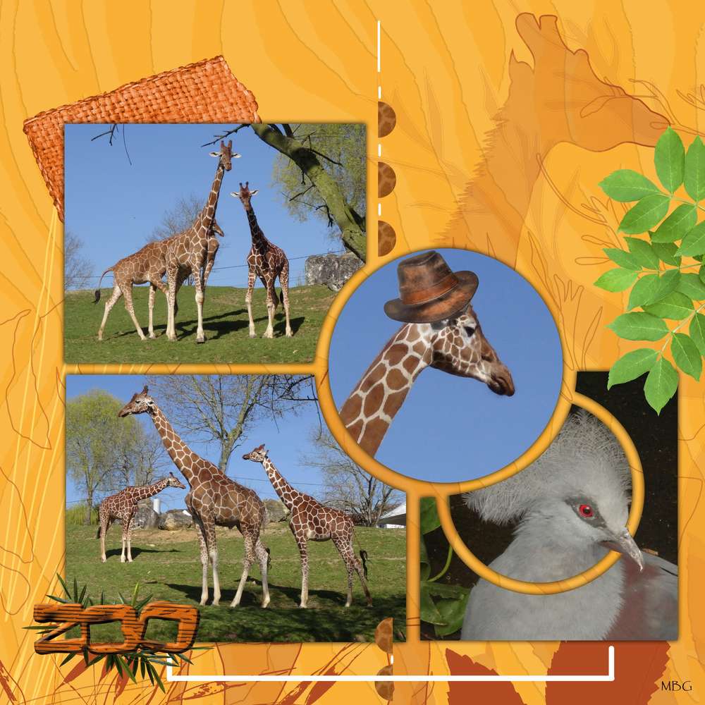 Les girafes