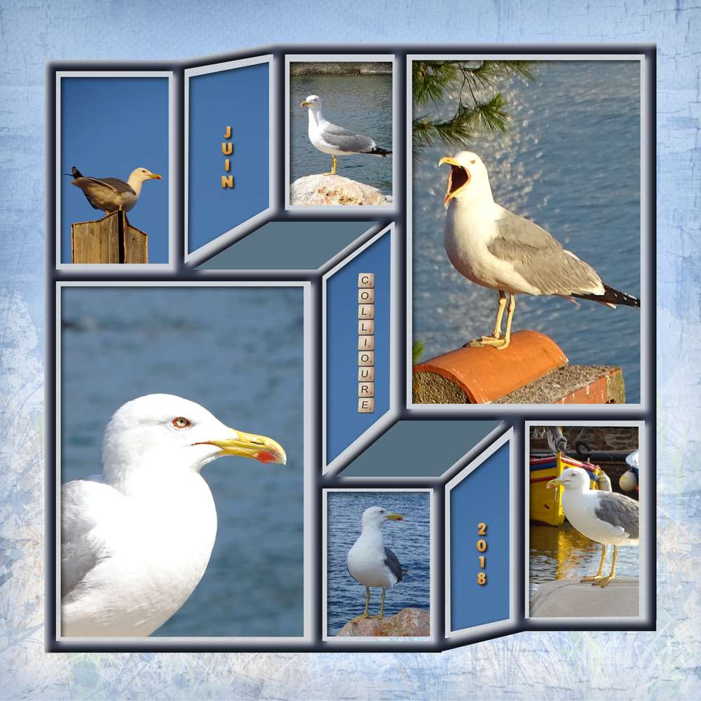 Les Goëlands à Collioure