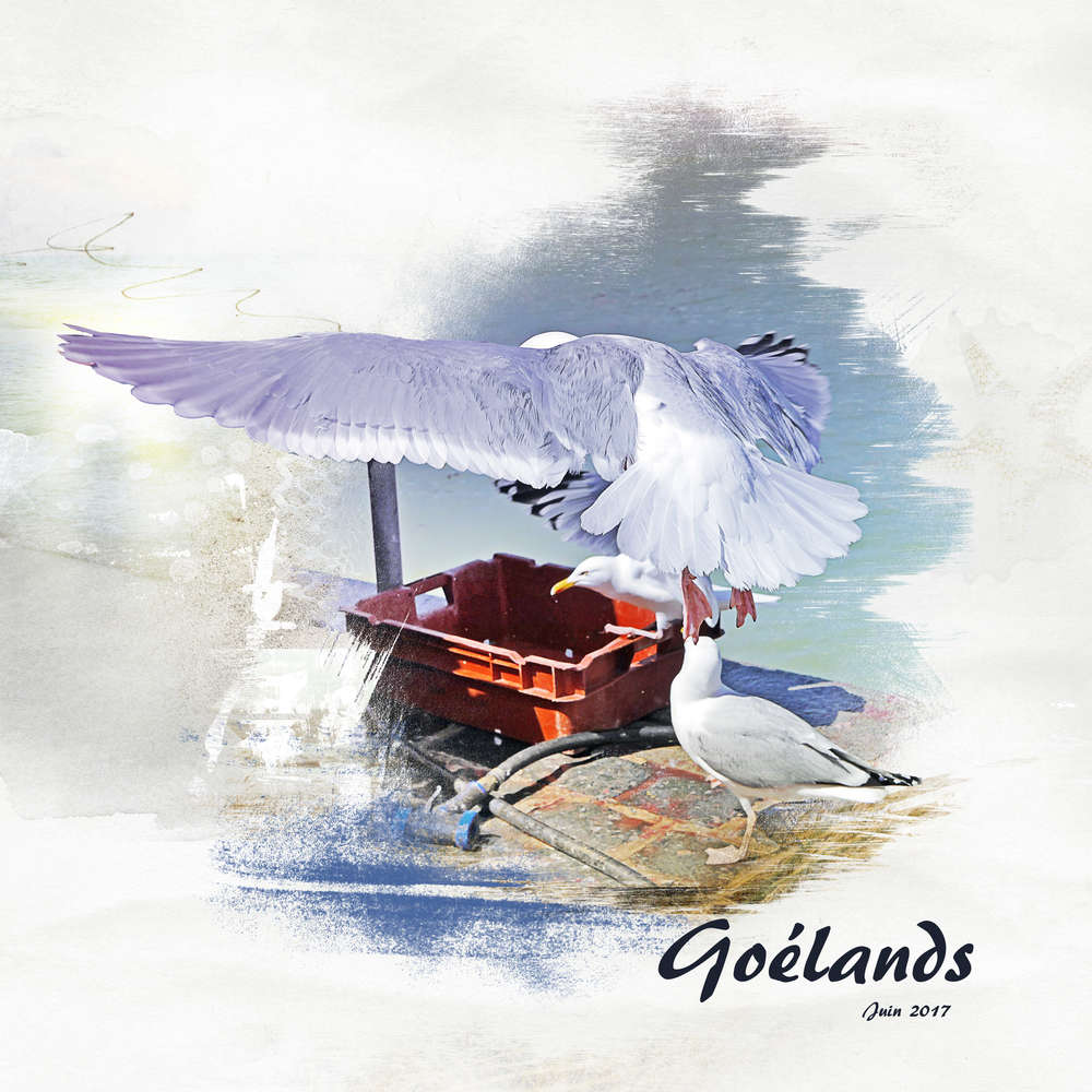 Les Goélands Juin 2017