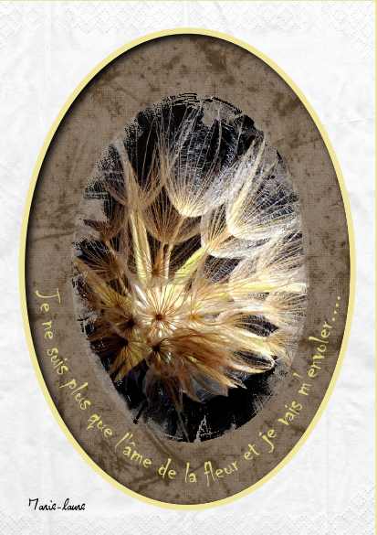 Les graines ...l'âme des fleurs ... même des pissenlits ...
