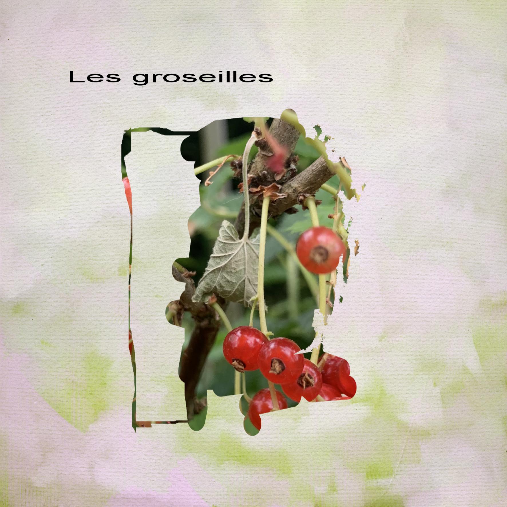 les groseilles.jpg