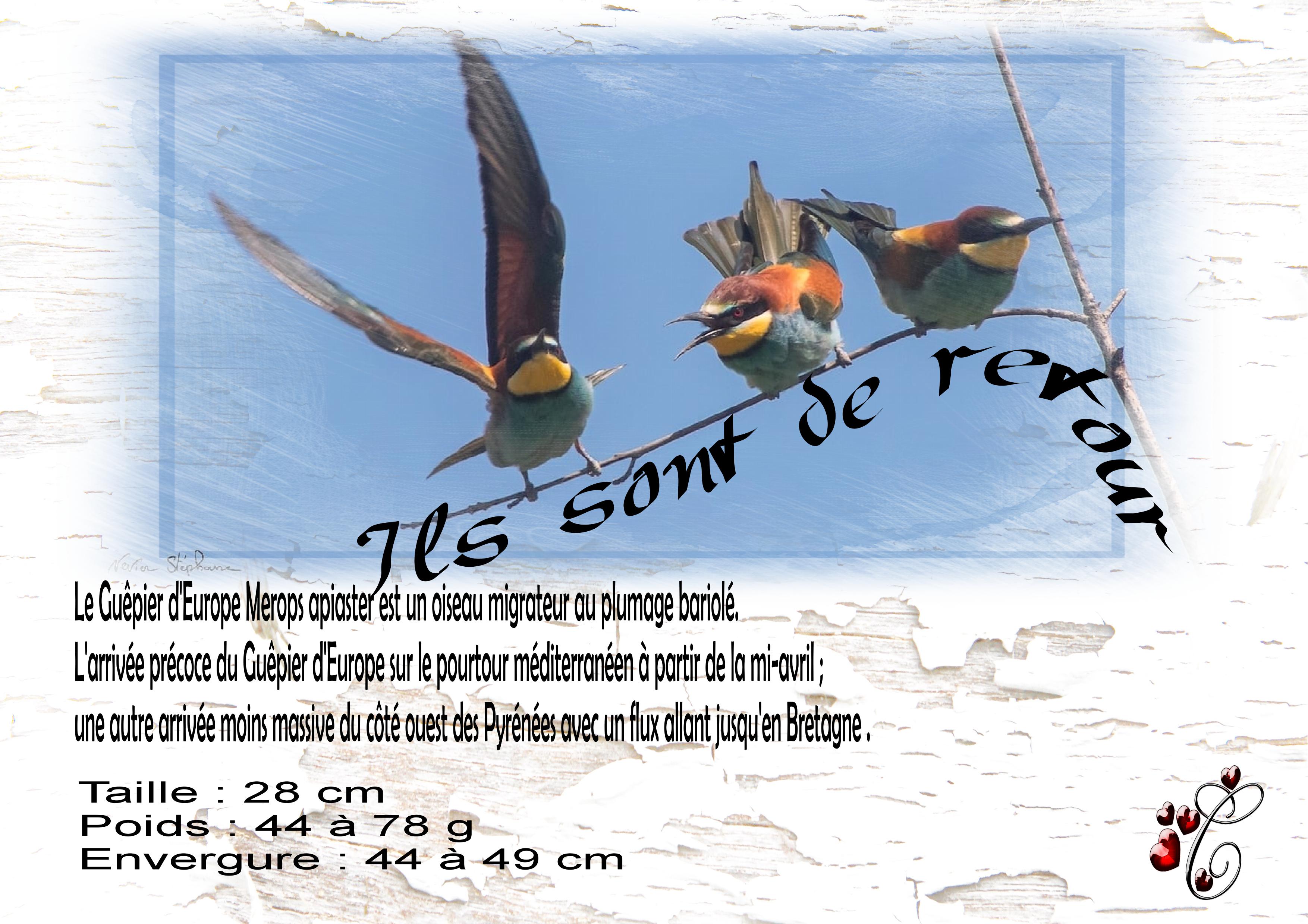 les guêpiers  sont de retour .jpg