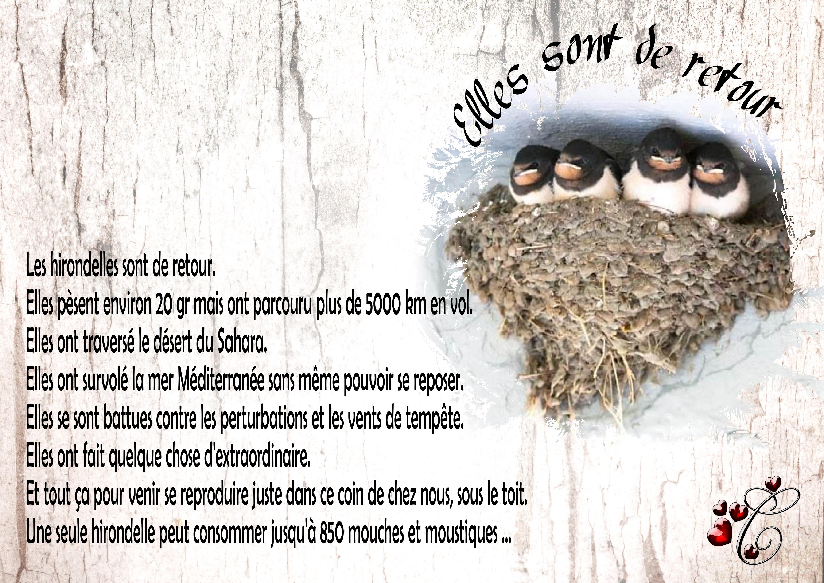 les hirondelles sont de retour