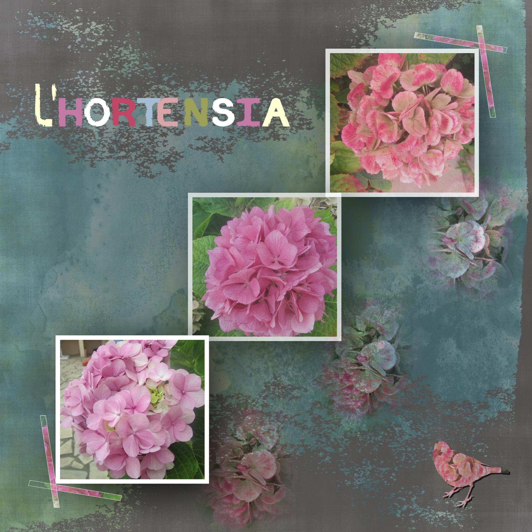 Les Hortensias du jardin.jpg