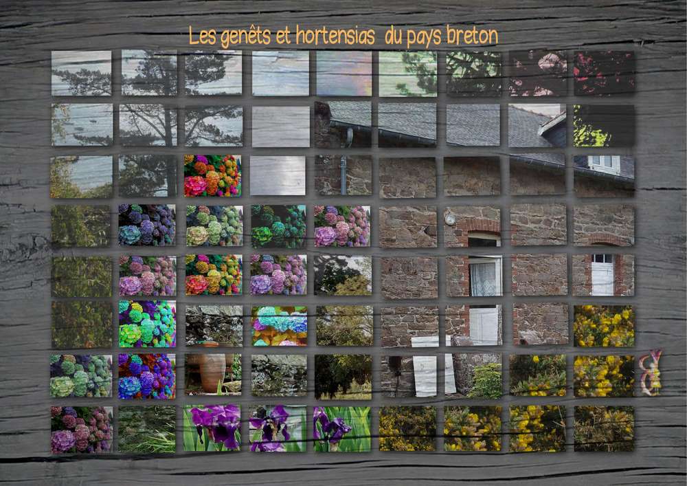 Les hortensias et les genets