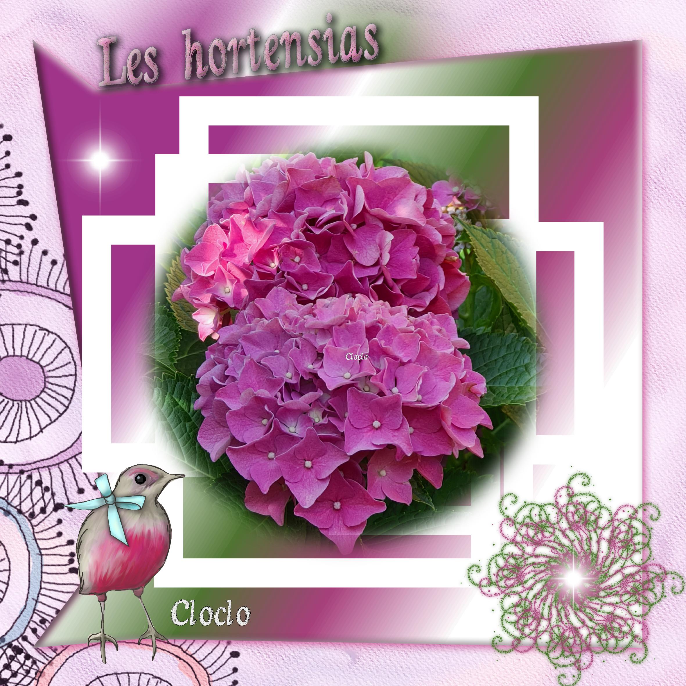 Les Hortensias photos du 8 août 2022 (page 1).jpg