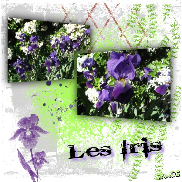 Les Iris