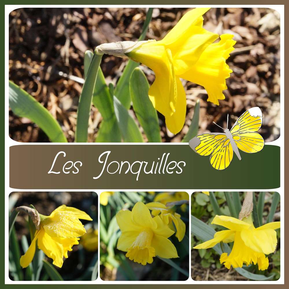 LES JONQUILLES