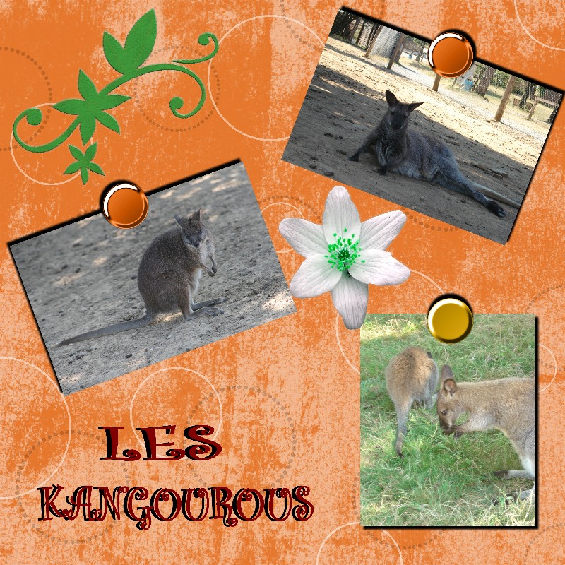 Les Kangourous