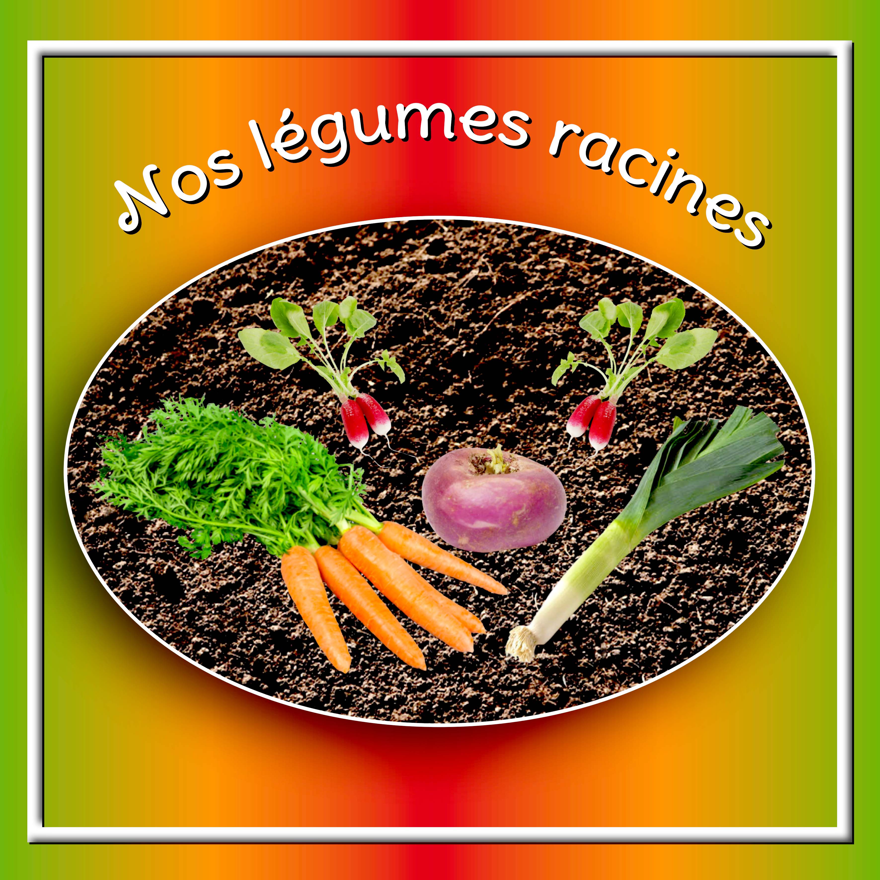 Les légumes RACINES