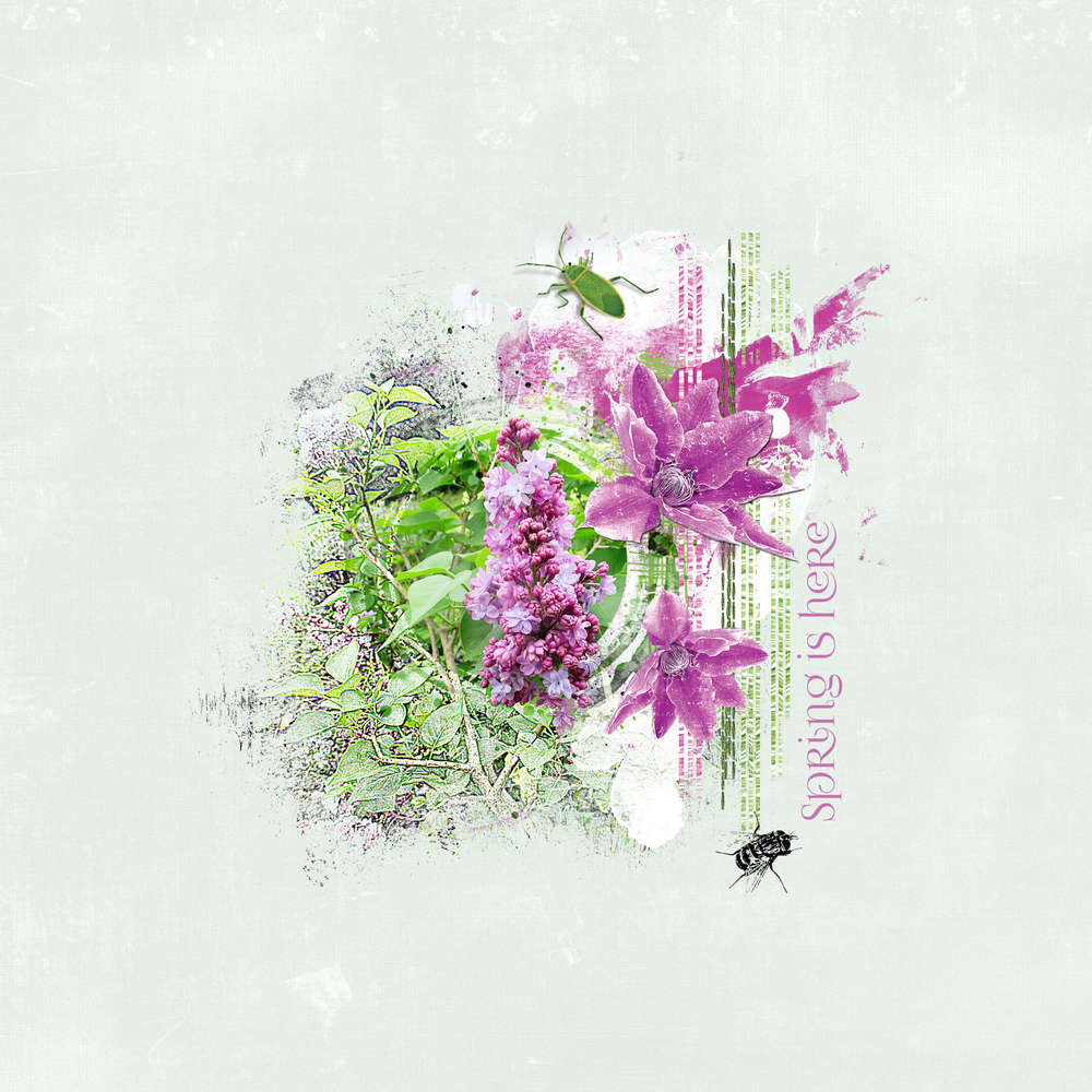 Les Lilas sont de retour