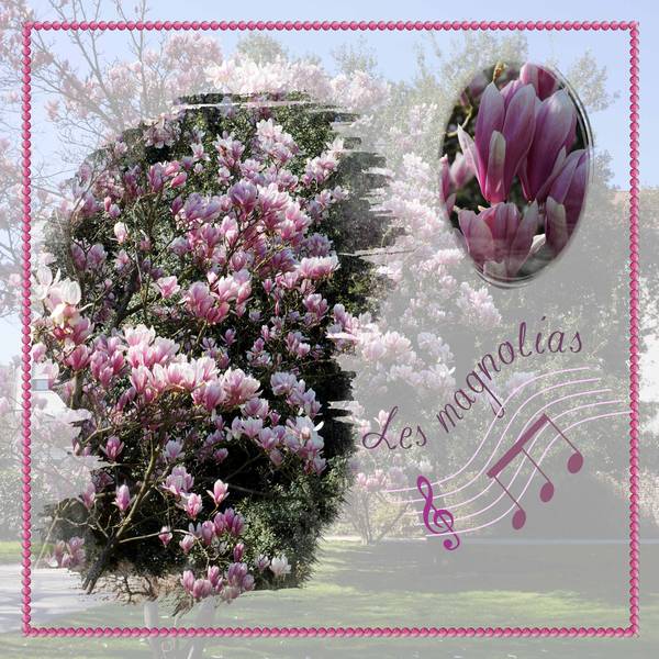 Les magnolias