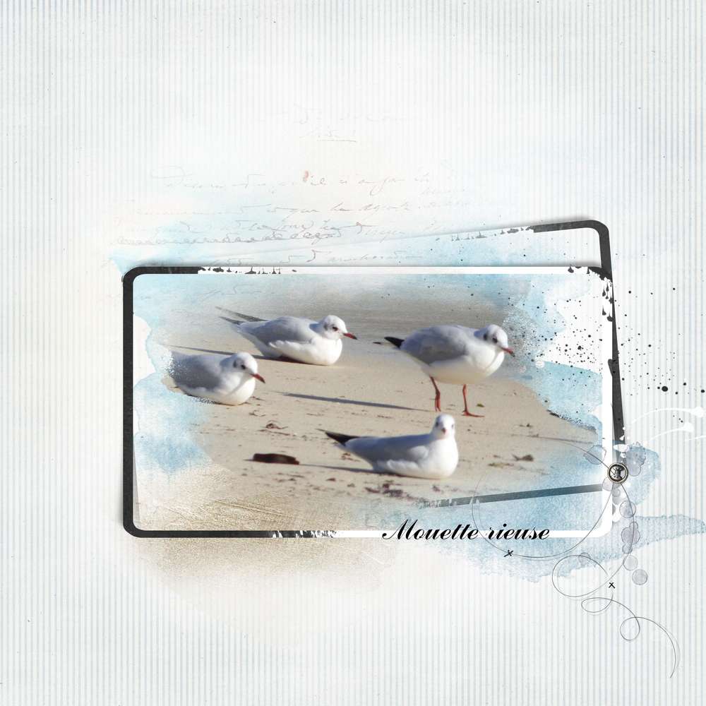 les mouettes au soleil