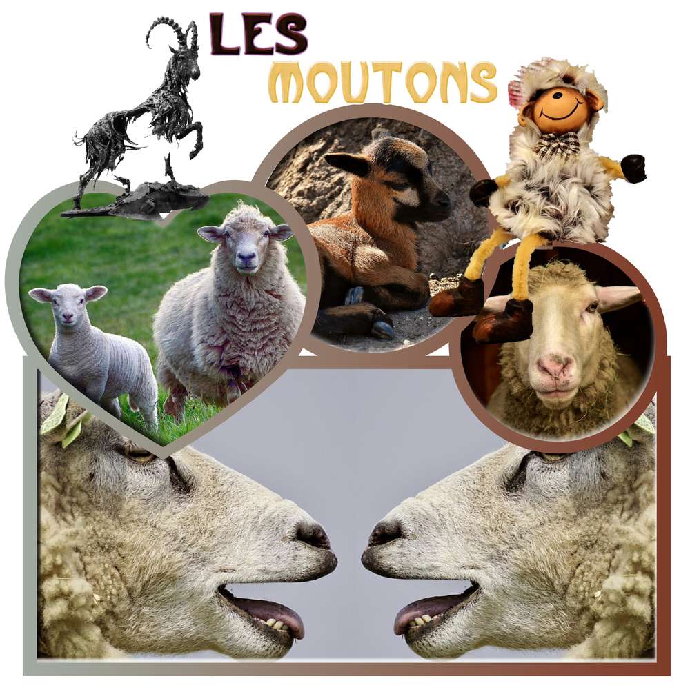 les moutons