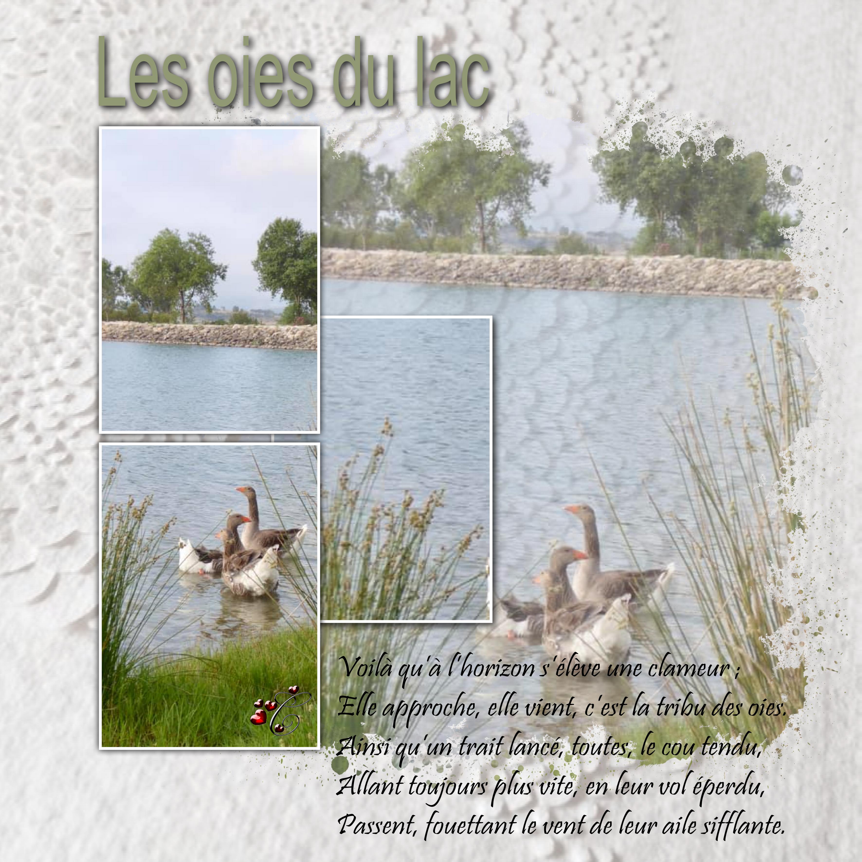 les oies du lac   Christine .jpg