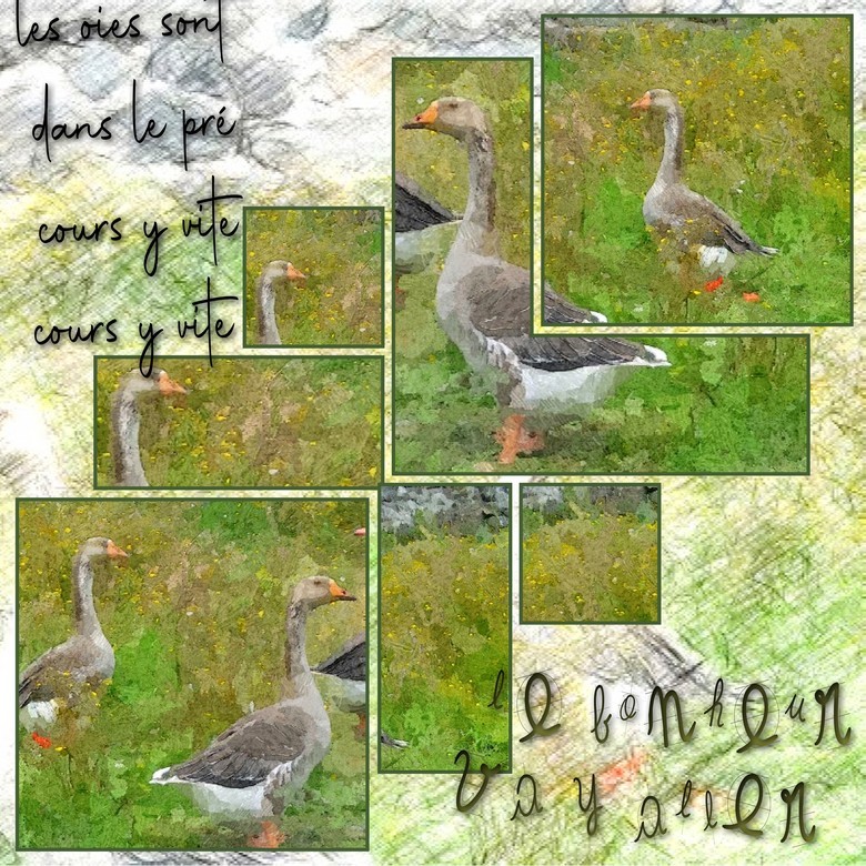 les oies sont dans le prés 780.jpg