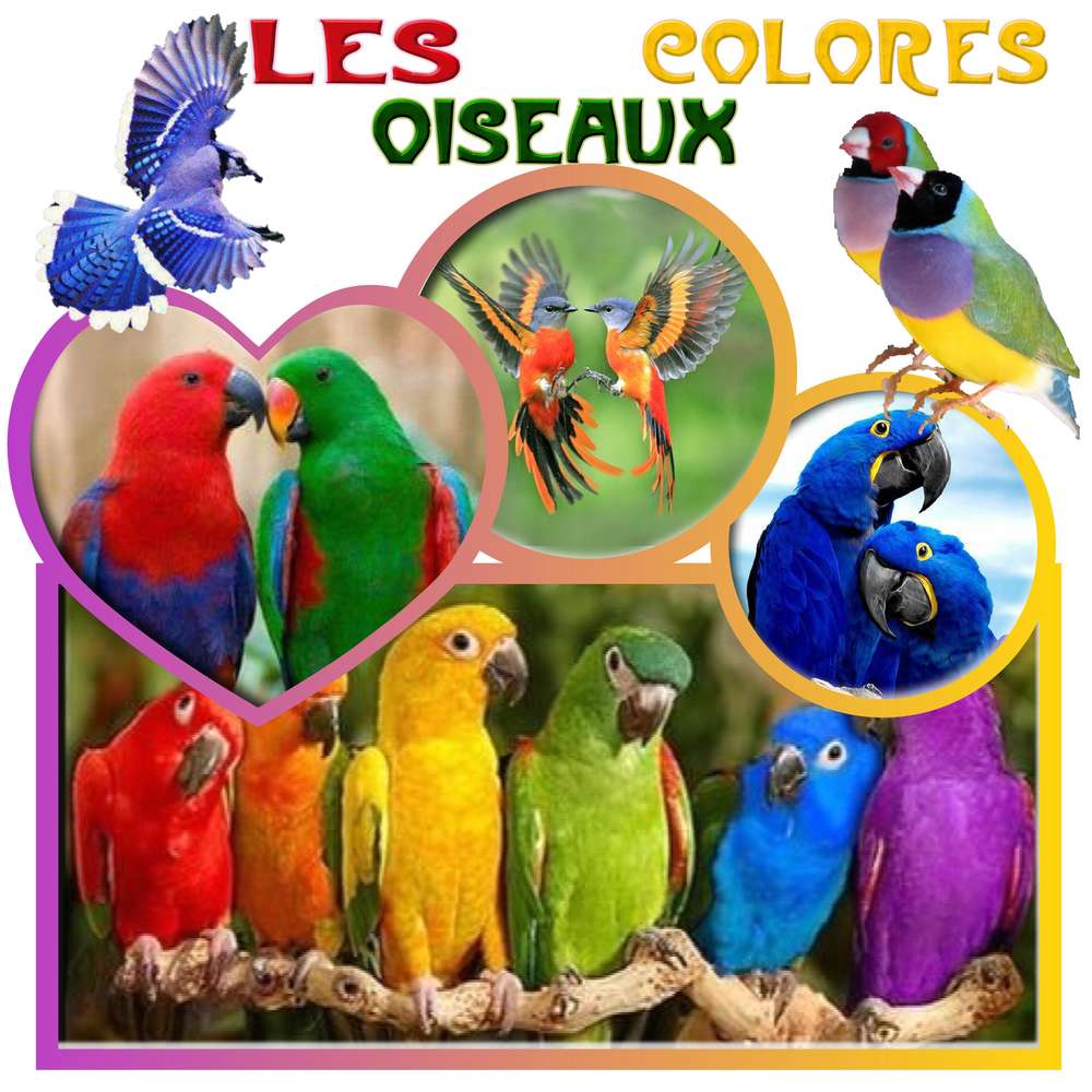 les oiseaux colorés