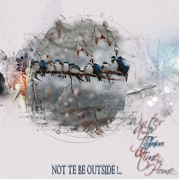 Les oiseaux dans le froid...