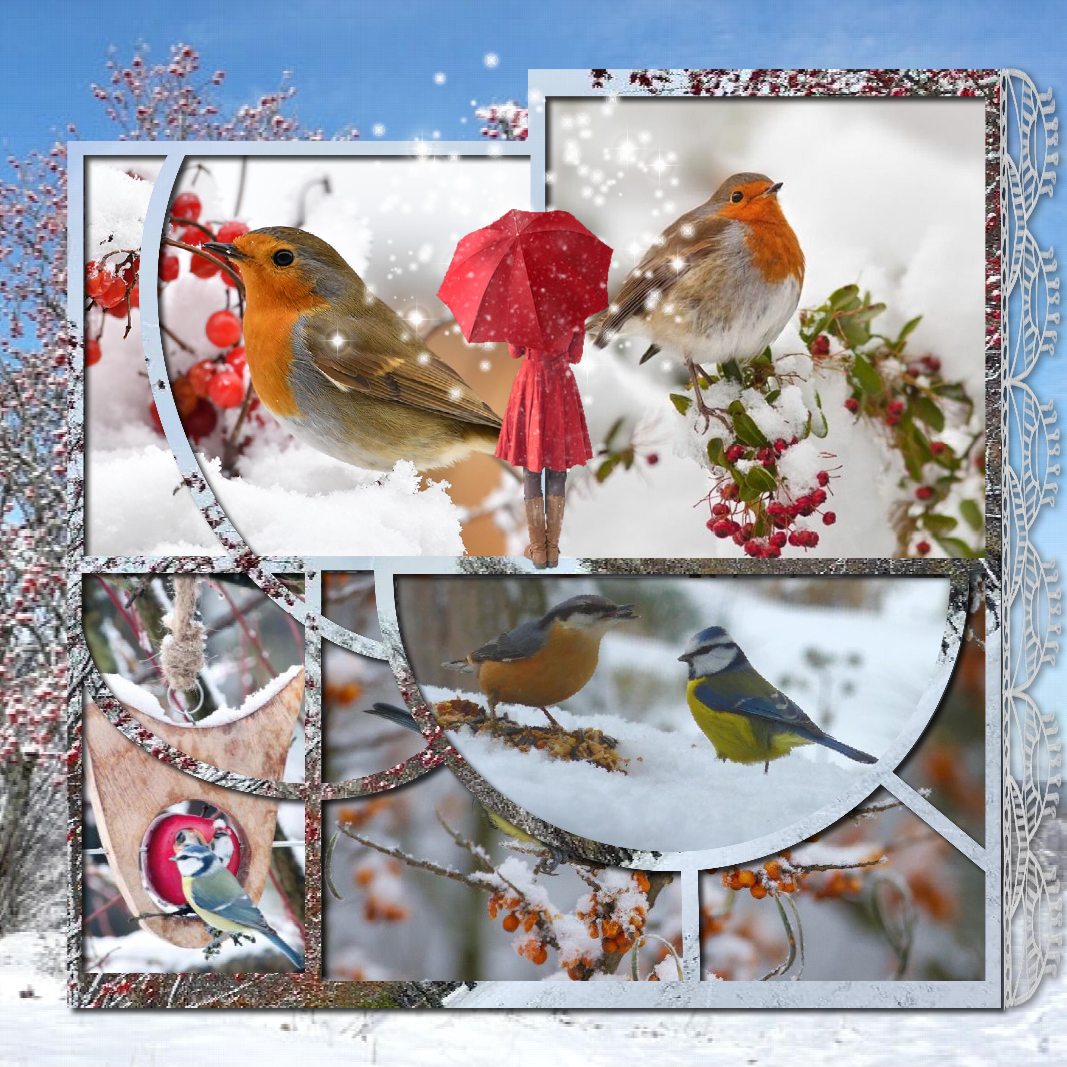 les oiseaux en hiver page 2.jpg