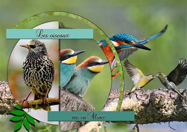 Les oiseaux vus en Alsace