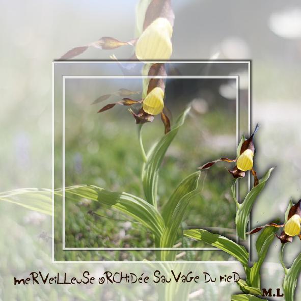 Les orchidées sauvages ....
